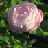 Rosa 'Mme Pierre Oger' -- Bourbon Rose 'Madame Pierre Oger'